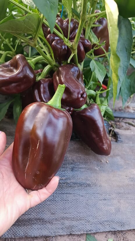 PURPLE BELL - paprika ( 5 sēklas) 